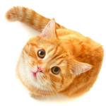 Orange thick cat