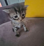 kitten snuggle drops