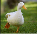 The Ducklings!