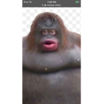 Uh oh stinky monke