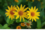 Floresitas amarillas