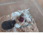 De hamster Basten groep