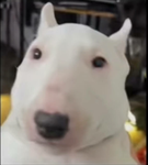 • ᴘɪɴᴋ •