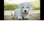 Animal rescue shelter
