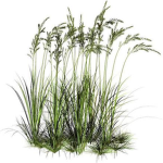 TheGrassPickers