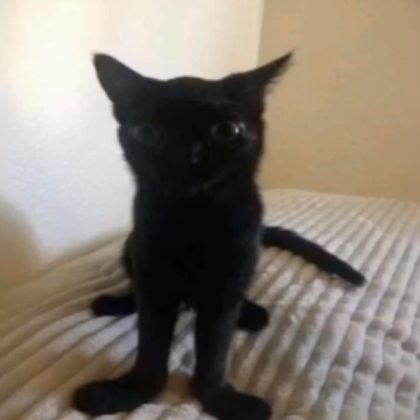 cat Roblox decal