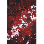 [双葉会] The Double Leaf Society