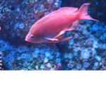 Pink Fish