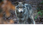 WOLF_BEST