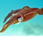 Red squid