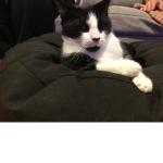 Oreo the Cat Lol