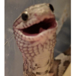 The Sneks