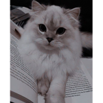 Kitty Puff