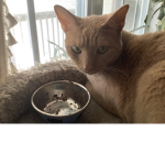 Cat in a bowl