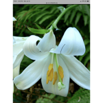 Charity for lillies