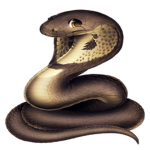 The Official Cobra Group