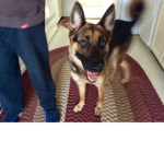Izzy dog ######