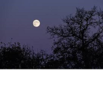Moonlight_8673 Group