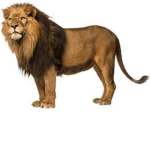 Lion Bloodline