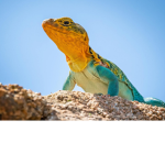 Totally Lizard squad