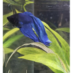 Betta fish Lovers <3
