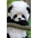 xPandas