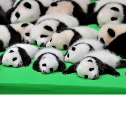 FREE ADMIN panda version