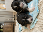 Perfect puppies squad