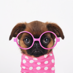 ~the puppy world~!