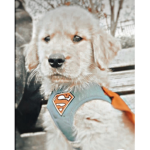 SUPERHERO PUPPY