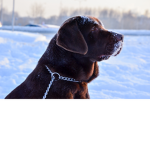 Sosenkastars