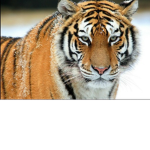 Tiger coffee