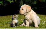 Cat_nationmeow