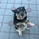 Pan con jamon