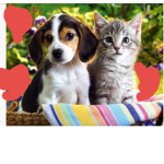 Dogs And C@ts for life