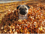 ~*PugSquad*~