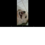 PuppyGirl Gaming Fan Group