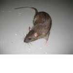 Rat-S