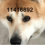 Rich Dog's