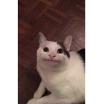 King von ttv