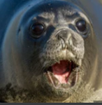 we <3 seal