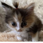 sillyxkitty