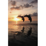 dollphins