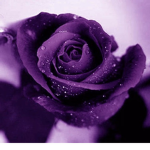 The purple rose. (Chating, roleplay, friends)