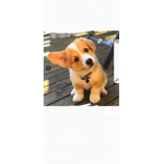Corgi Fans#1