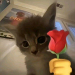 Hi how r u :>