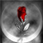 Rose Assassins