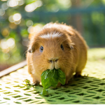 T@GZ Guinea Pigs