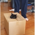 Cat cat cat was taken