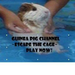 Guinea Pig Channel game!